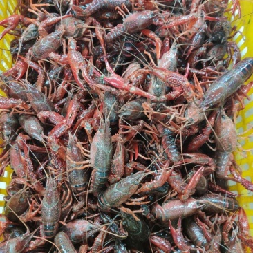湖北潜江小龙虾批发大量供应