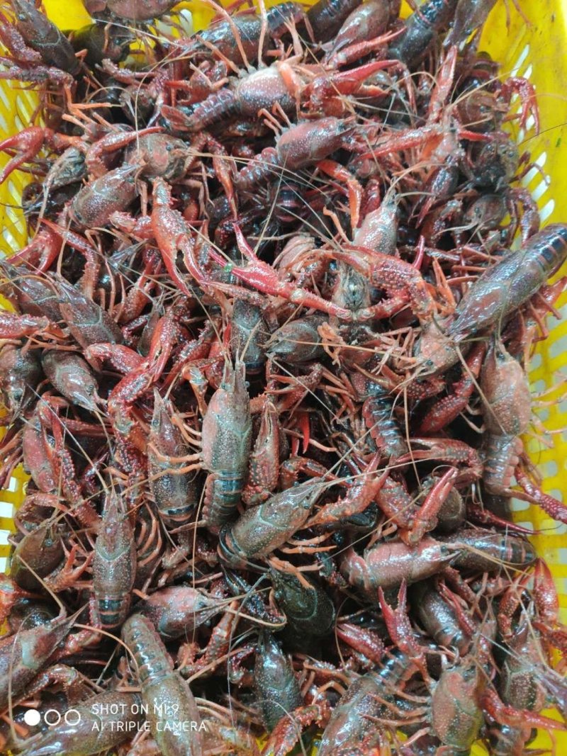 湖北潜江小龙虾批发大量供应