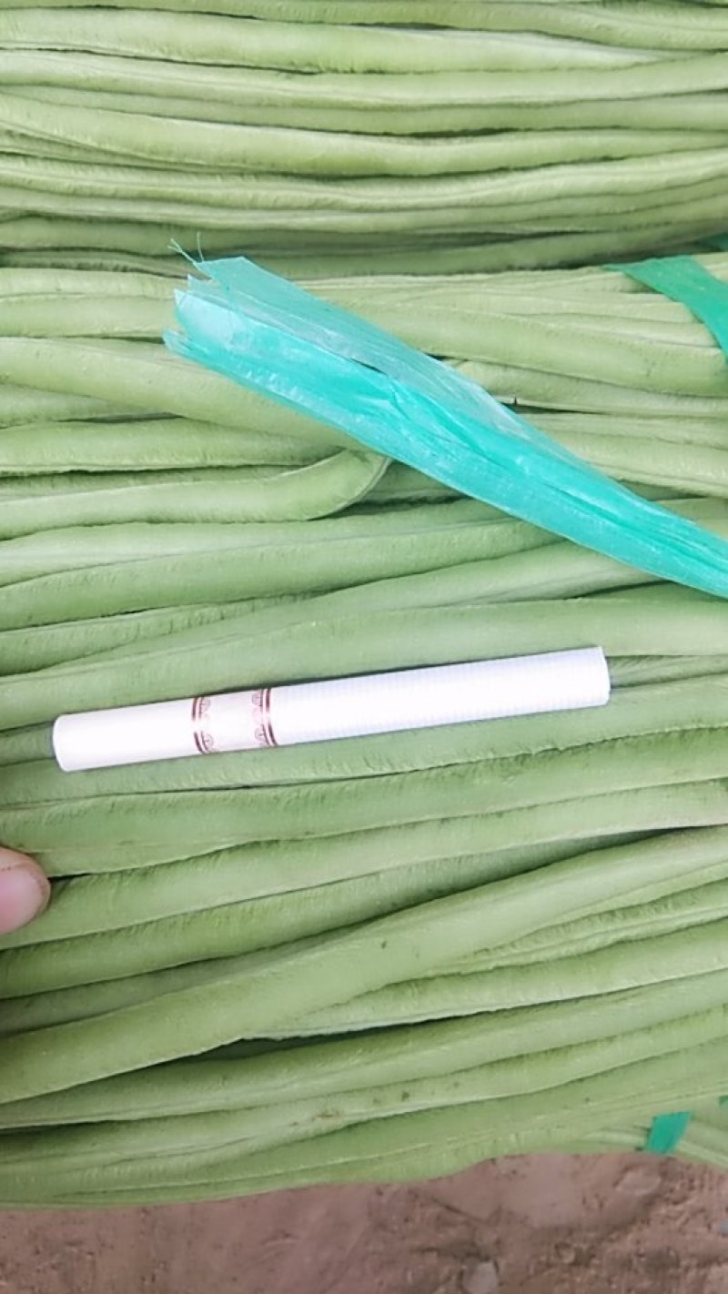 【长豆角】豇豆，可加长途发货。可本地腌制。保证质量