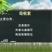 野生葛粉