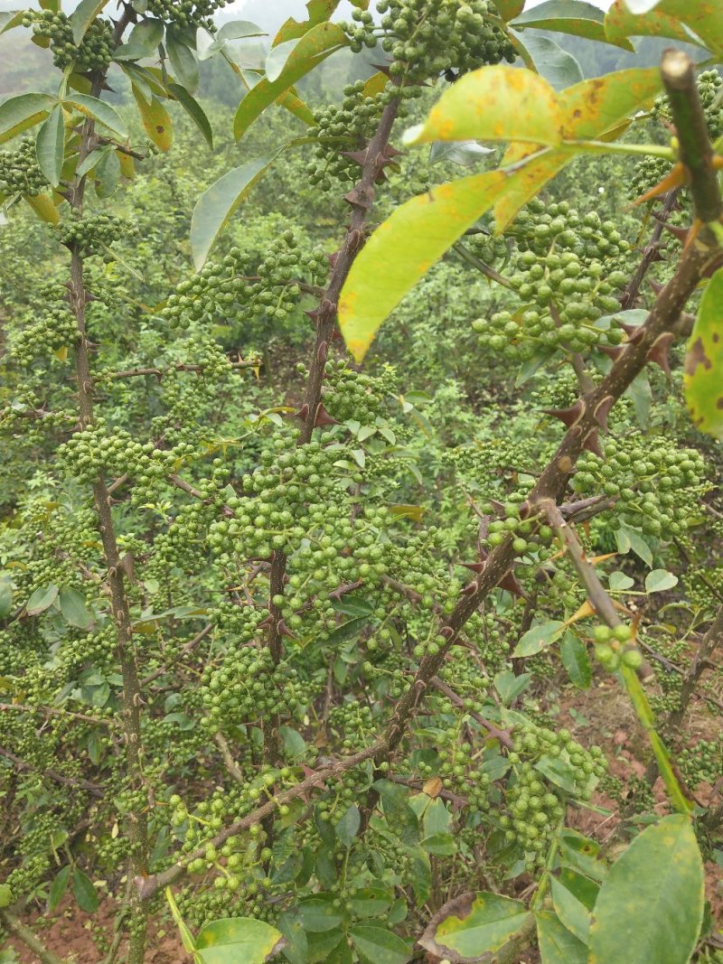 全干货，青花椒