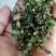 全干货，青花椒