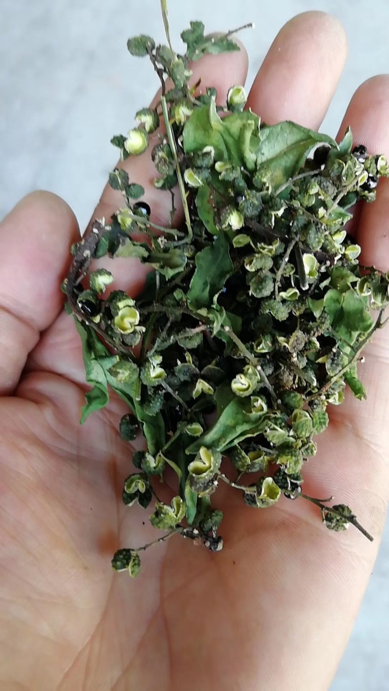 全干货，青花椒