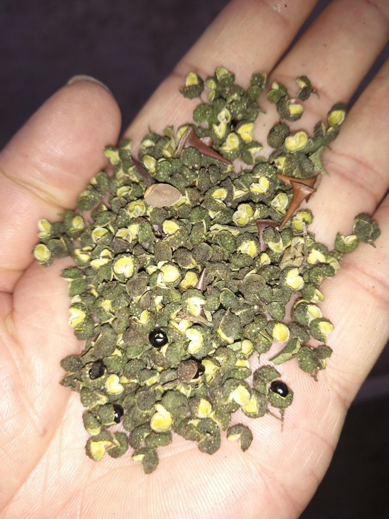 全干货，青花椒