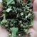 全干货，青花椒