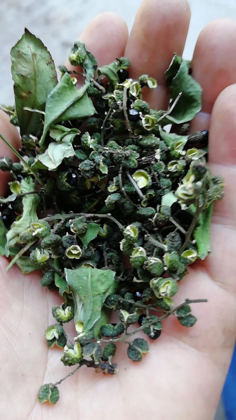 全干货，青花椒