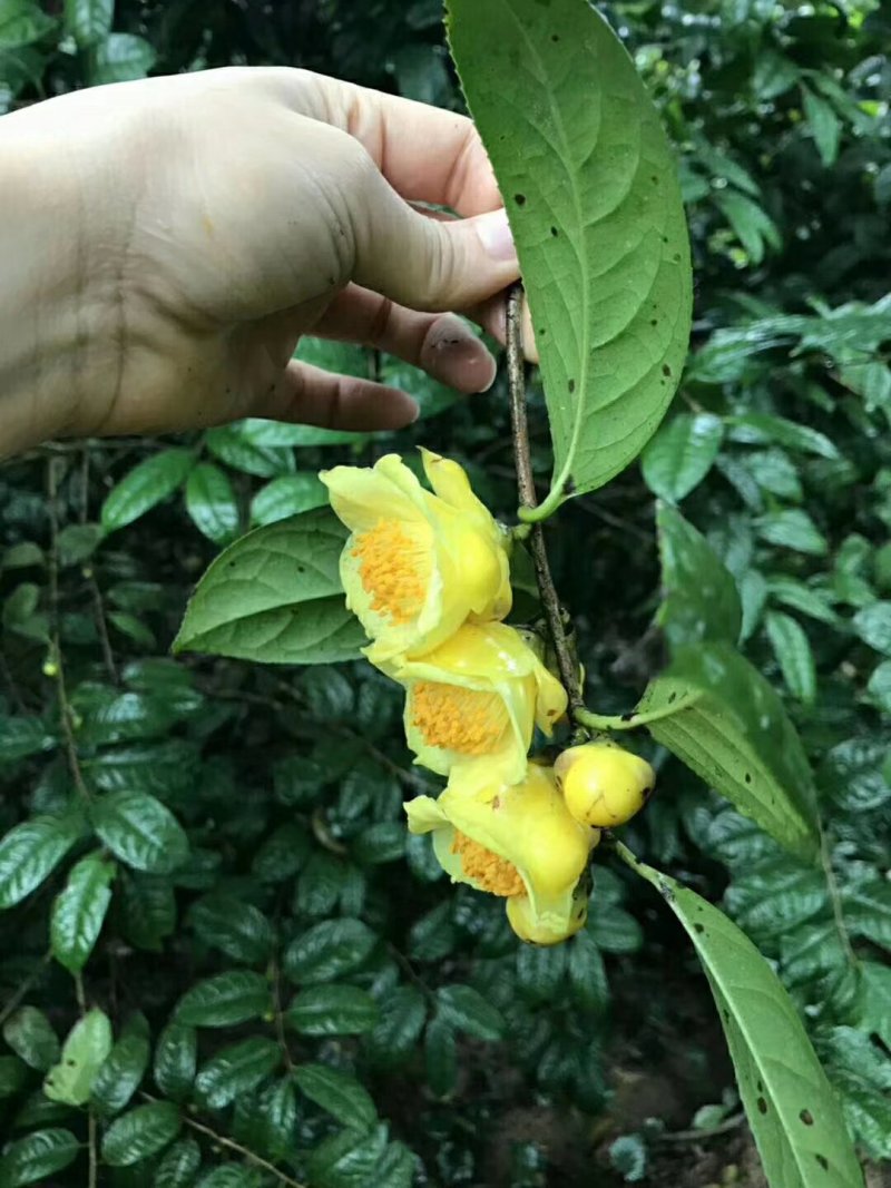 广西一级保护植物金花茶产地