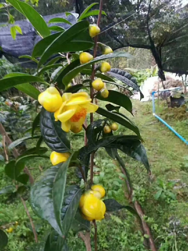 广西一级保护植物金花茶产地