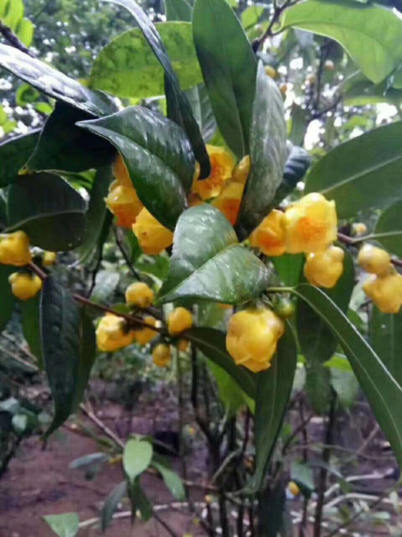 广西一级保护植物金花茶产地