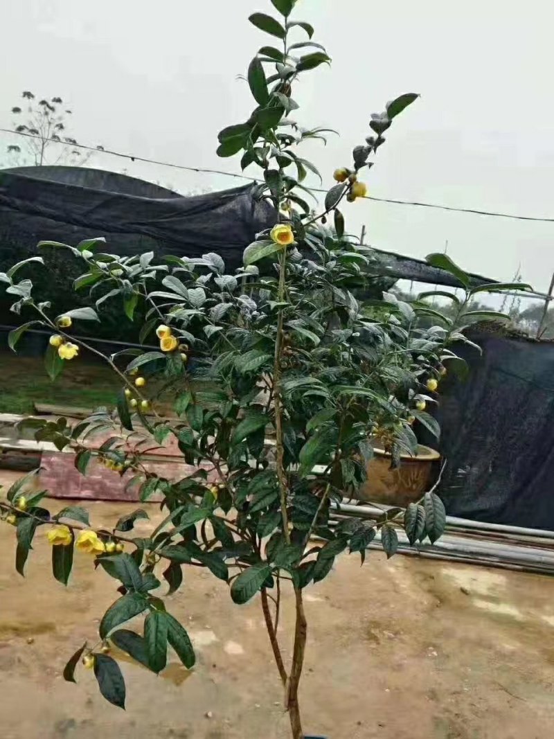 广西一级保护植物金花茶产地