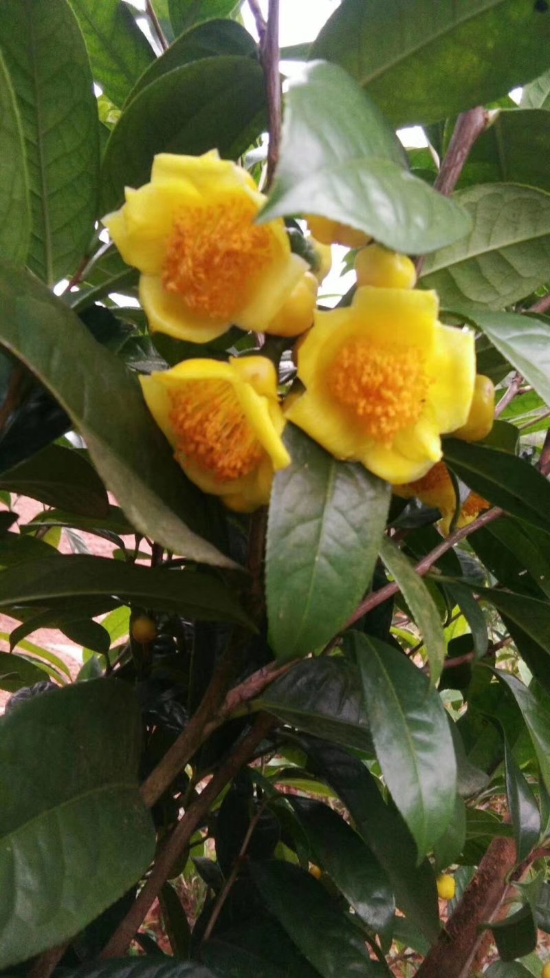 广西一级保护植物金花茶产地