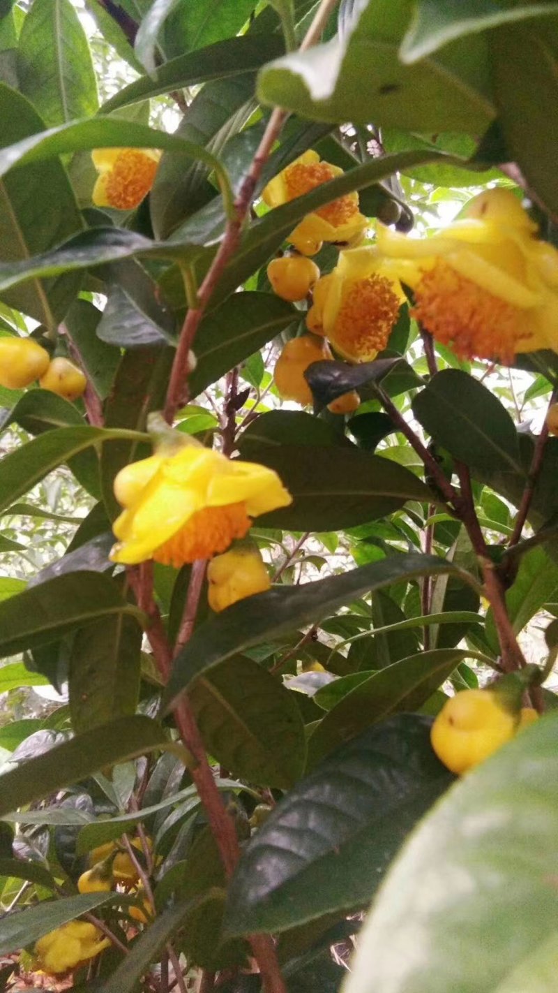广西一级保护植物金花茶产地