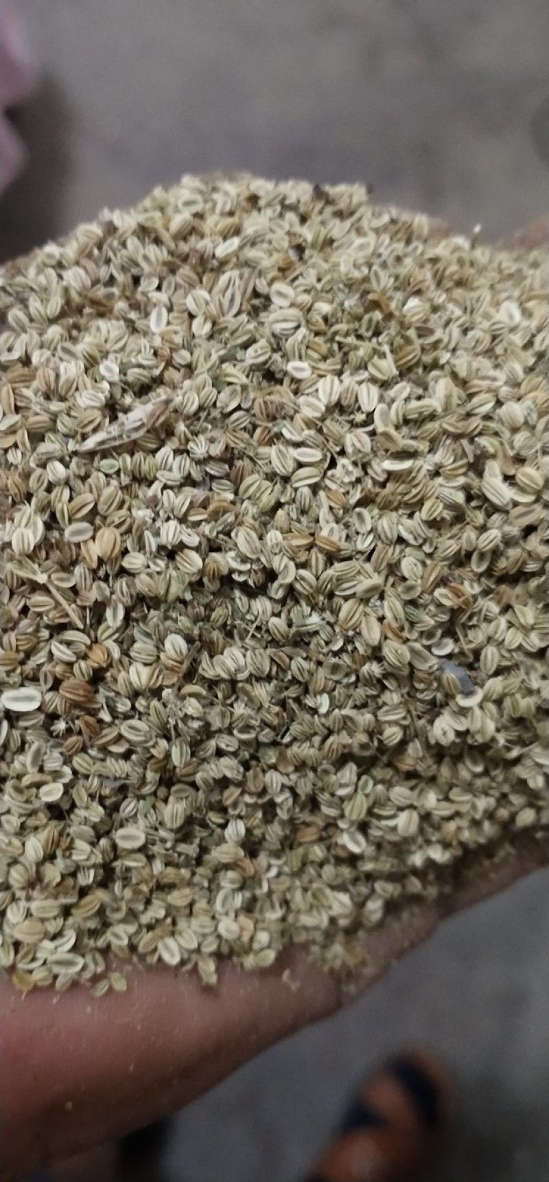 蛇床子，新货，货干，质量好，一手货源。