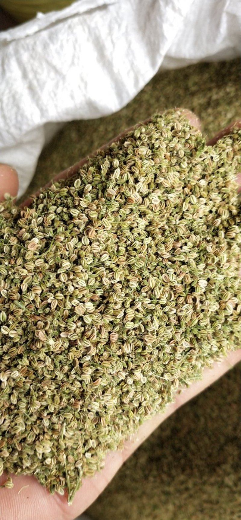 蛇床子，新货，货干，质量好，一手货源。