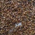 决明子，新陈都有，一手货源，