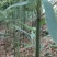 三月竹苗