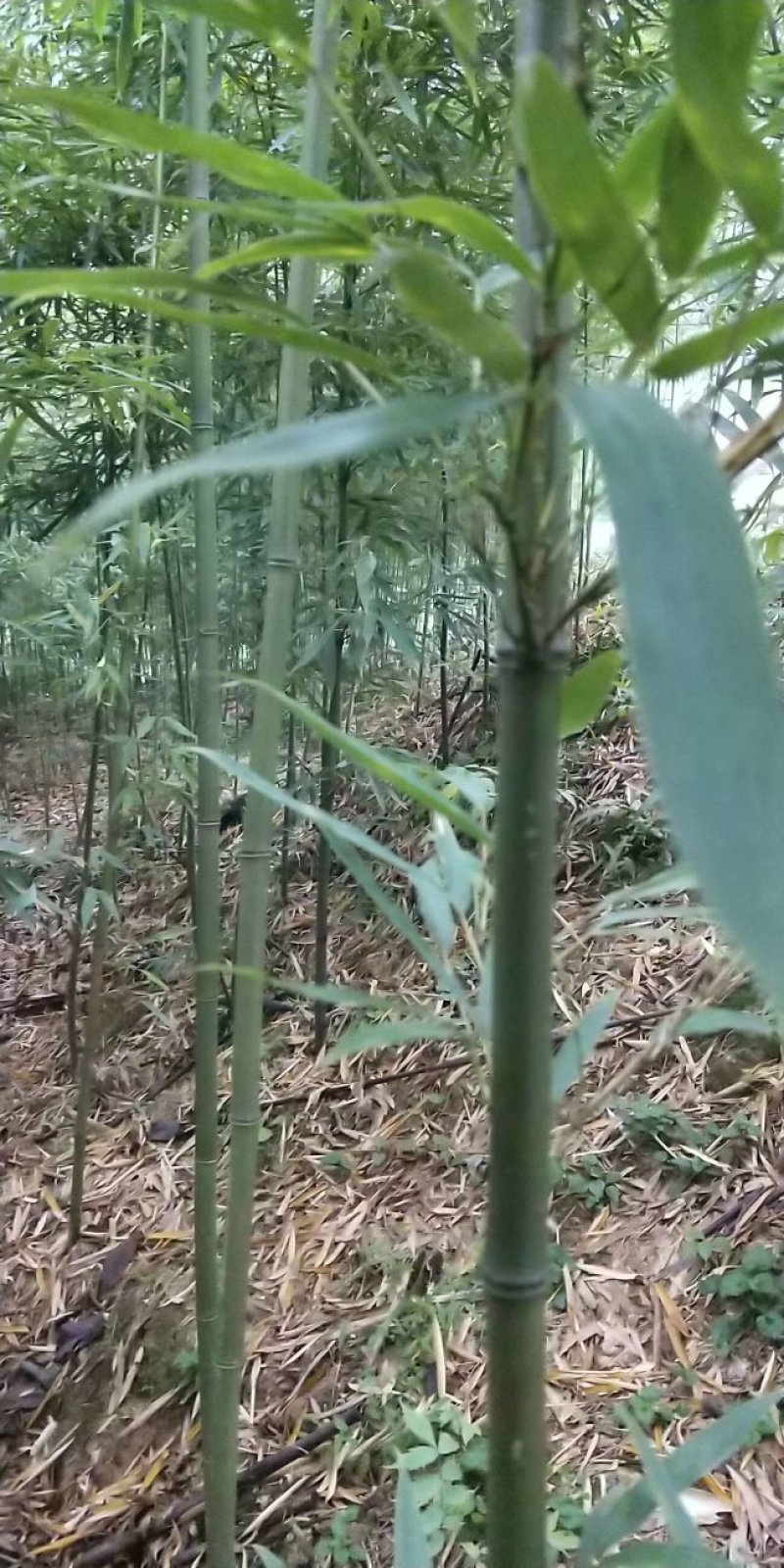 三月竹苗