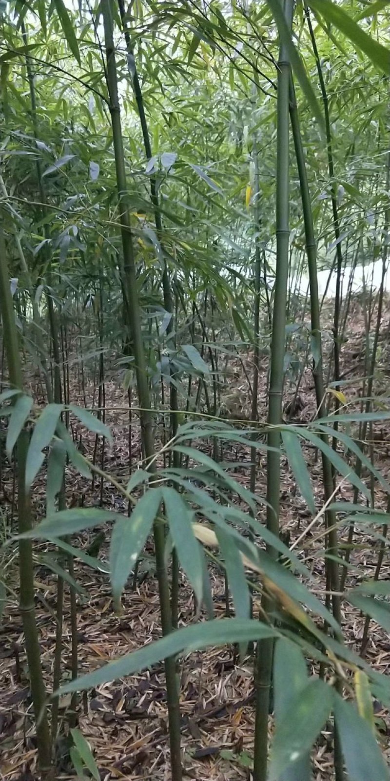 三月竹苗