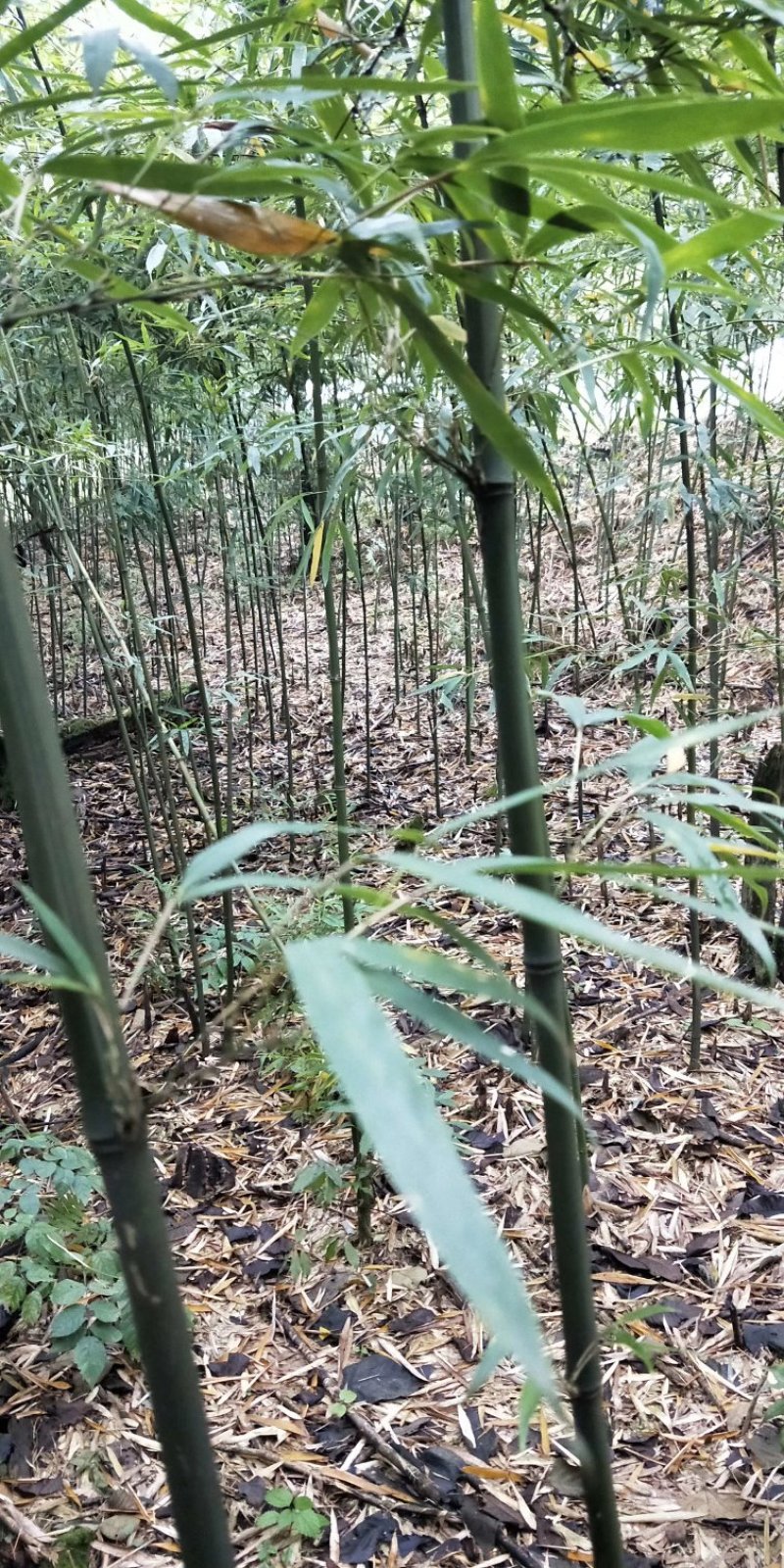 三月竹苗