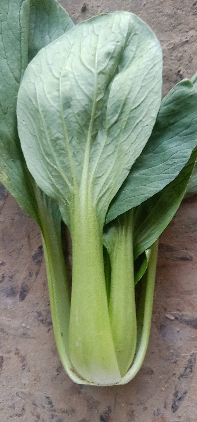 精品小油菜上海青商超直供品质保证可基地看货质量保证