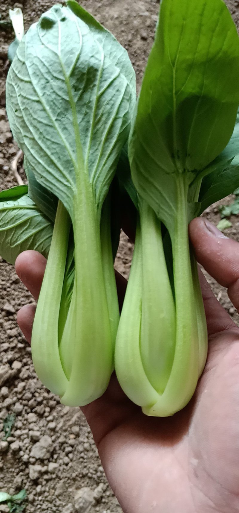 精品小油菜上海青商超直供品质保证可基地看货质量保证
