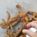 鸡头黄精黄精中药材黄精