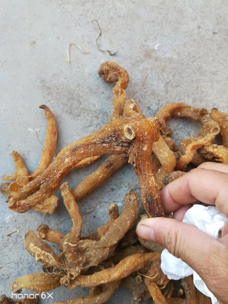 鸡头黄精黄精中药材黄精