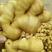 大黄姜产地，优质生姜，批发价格低，质量保证，全国发货