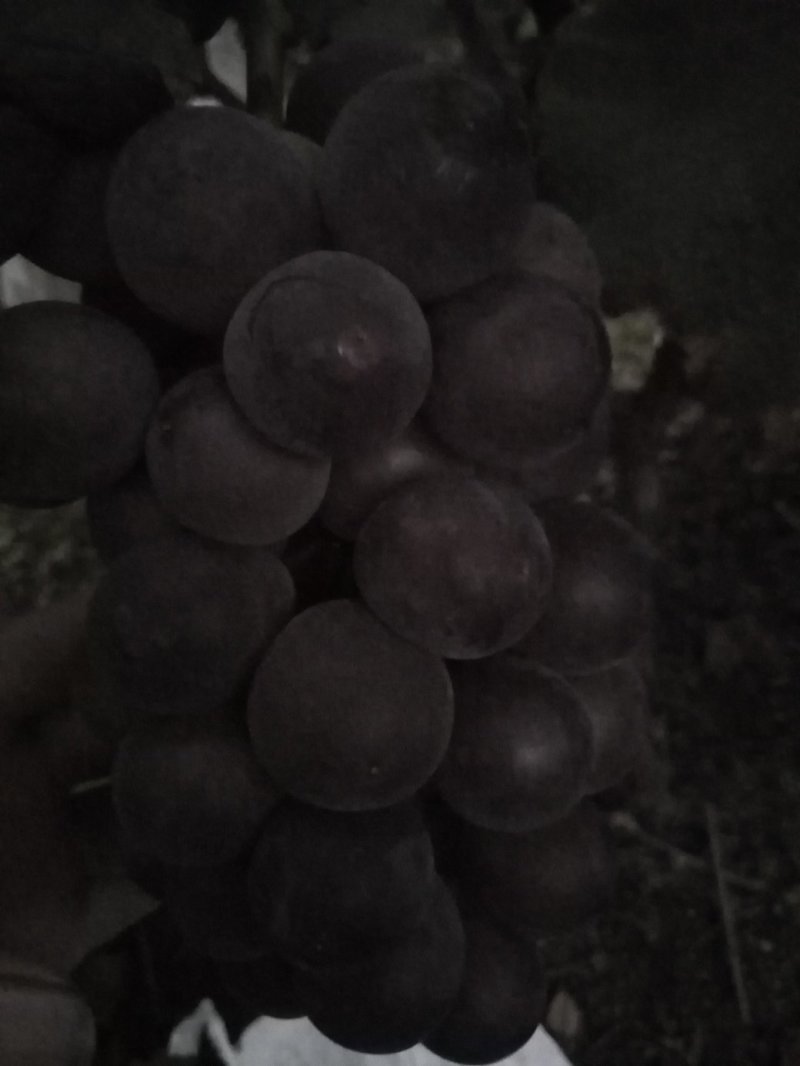 巨峰无籽