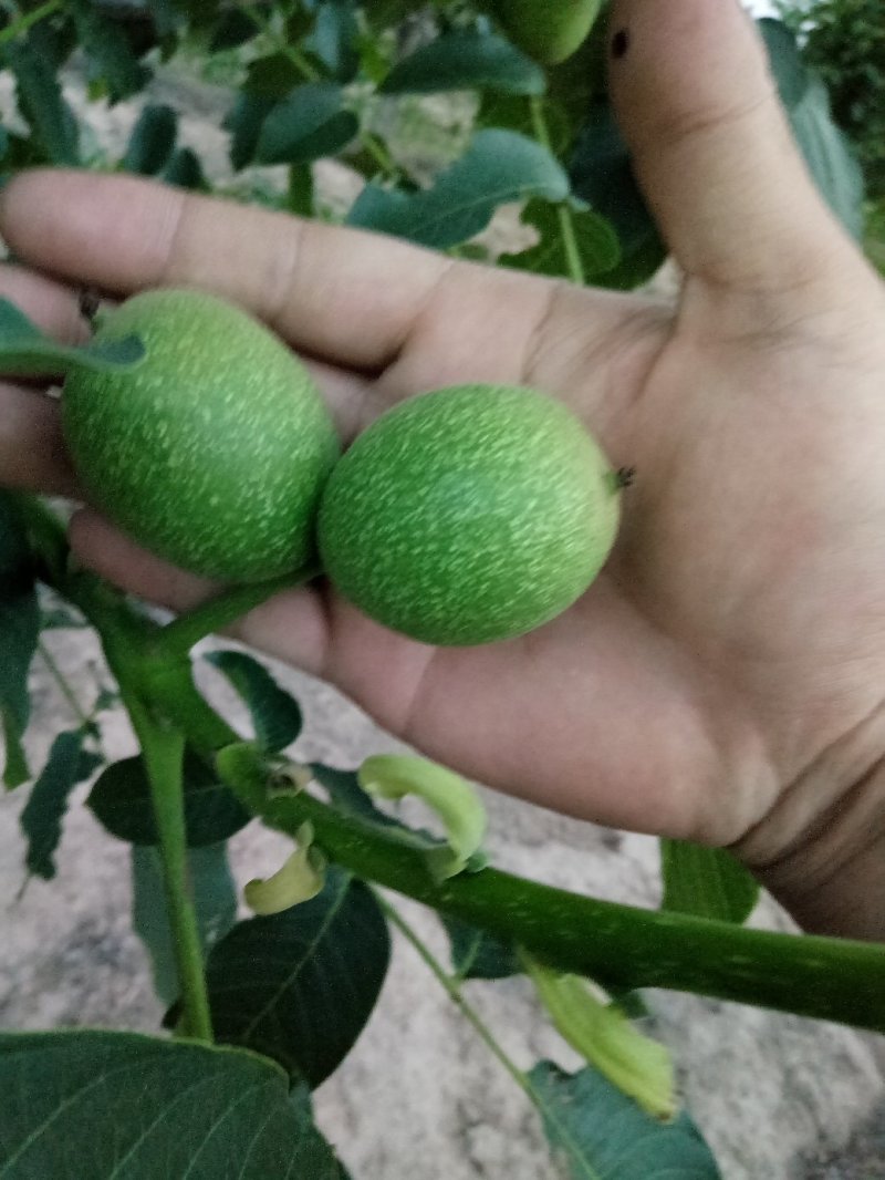 陕西香玲青皮核桃