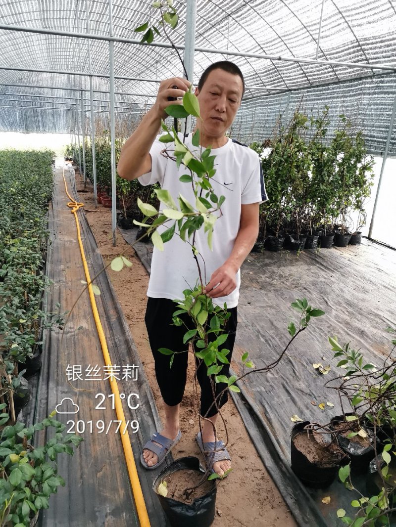 风车茉莉银丝茉莉大小规格均有一米五高度29.88