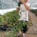 风车茉莉银丝茉莉大小规格均有一米五高度29.88