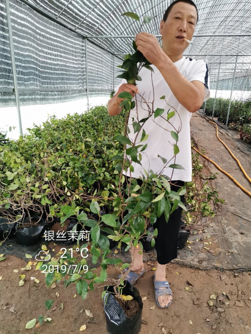 风车茉莉银丝茉莉大小规格均有一米五高度29.88