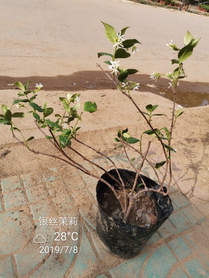 风车茉莉银丝茉莉大小规格均有一米五高度29.88