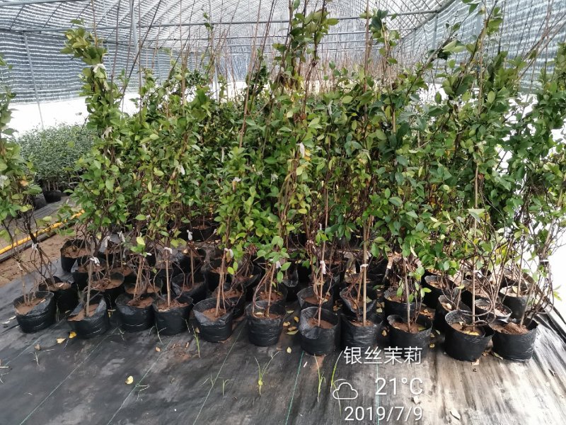 风车茉莉银丝茉莉大小规格均有一米五高度29.88