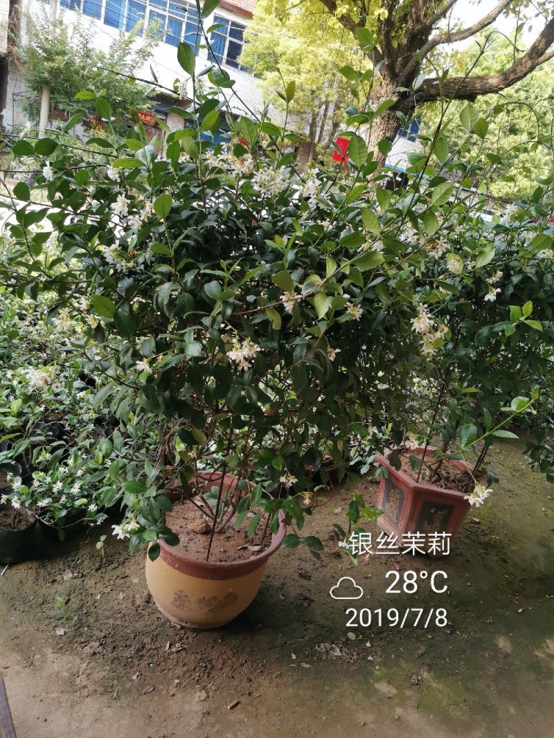 风车茉莉银丝茉莉大小规格均有一米五高度29.88