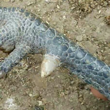 土公鸡