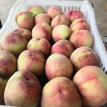 河北毛桃苹果桃价格大量上市