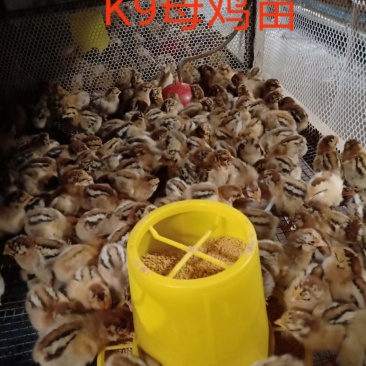 K9鸡苗