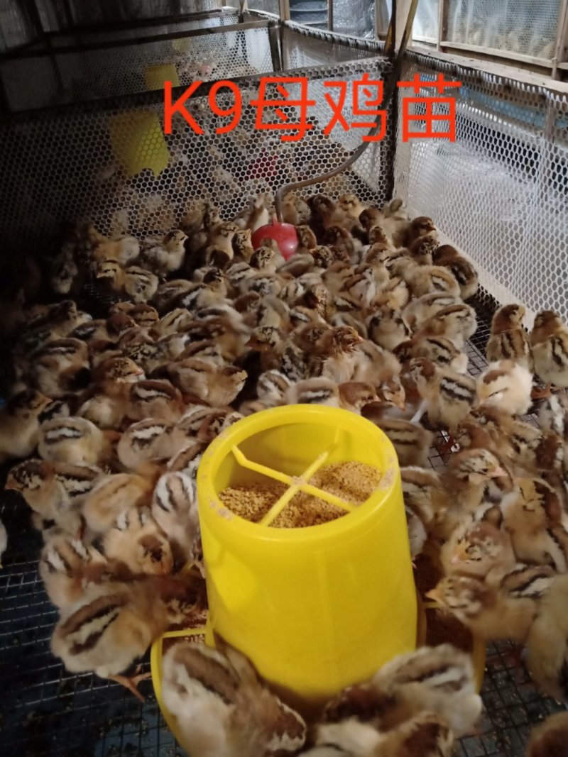 K9鸡苗