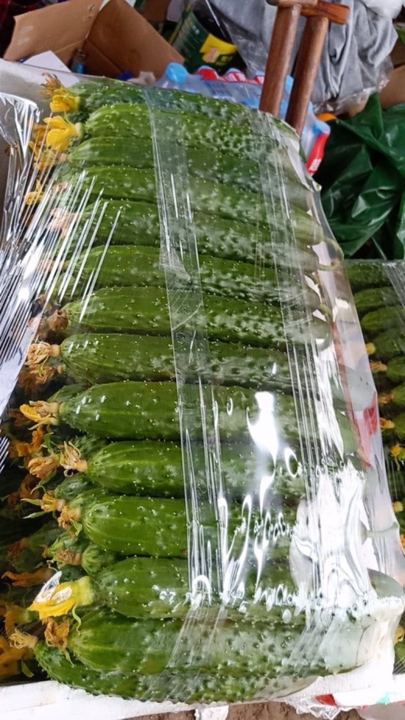 大棚黄瓜新瓜