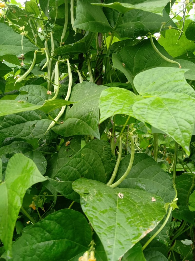 润丰蔬菜货站