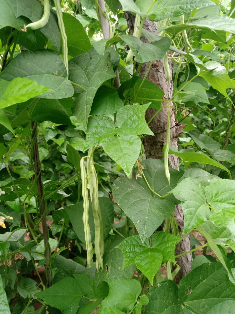 润丰蔬菜货站