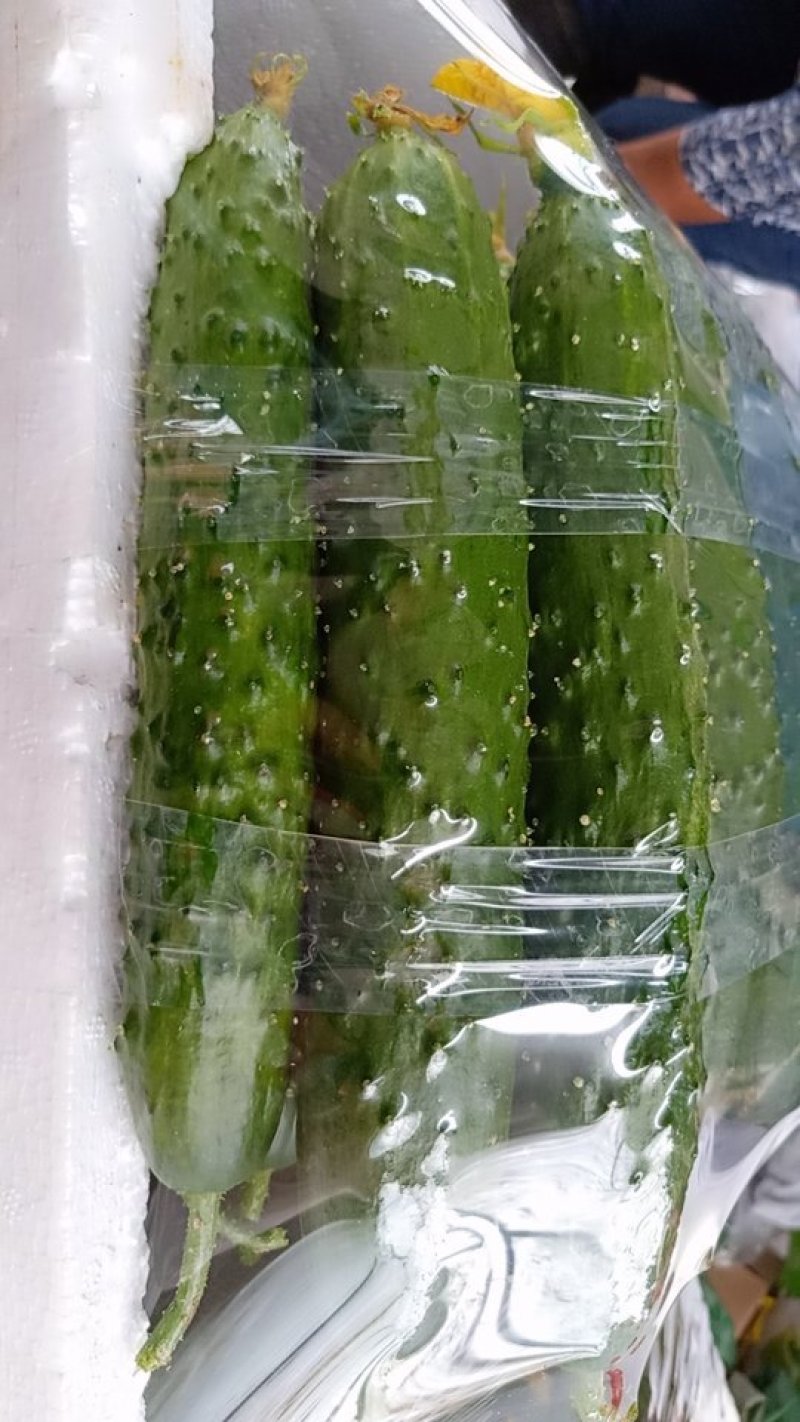 大棚黄瓜新瓜