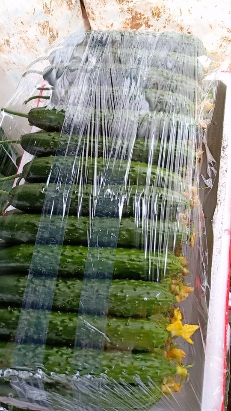 大棚精品黄瓜