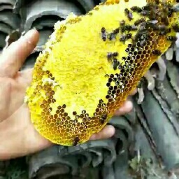 土蜂蜜