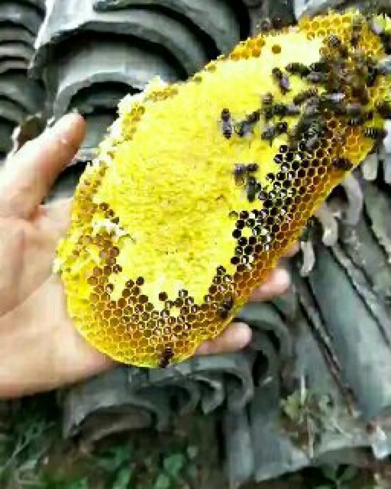 土蜂蜜