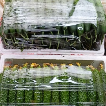 精品黄瓜