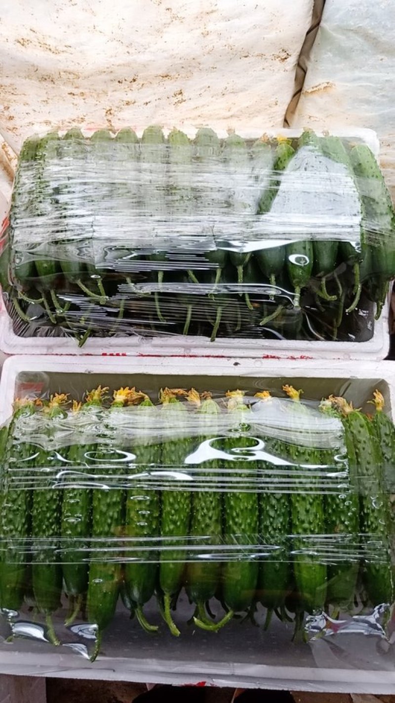 精品黄瓜