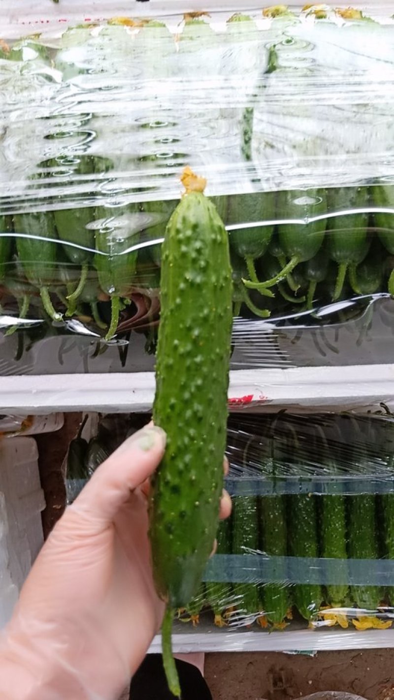 精品黄瓜